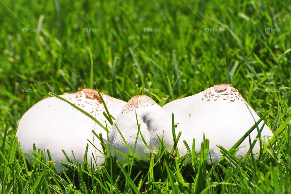 White mushrooms