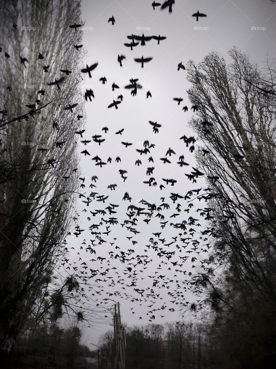 Crows are flying home now