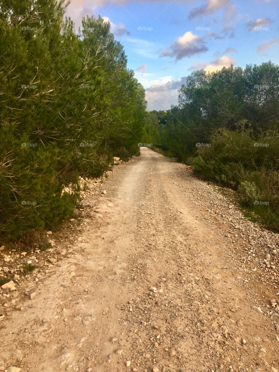 Dirt road Camino 
