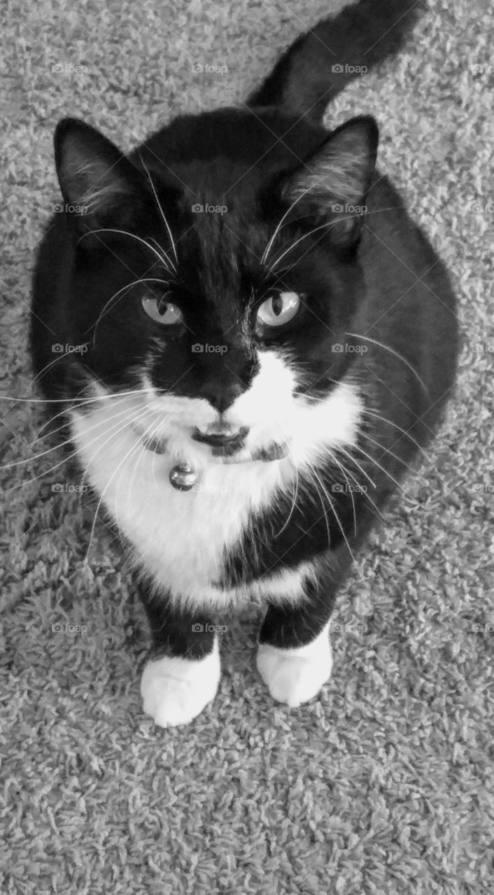 black and white picture of black and white cat, sitting