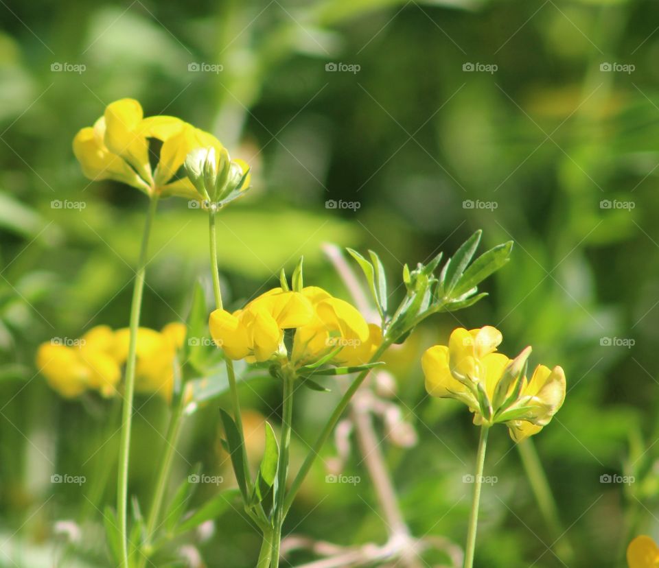 Bright yellow wildflowers