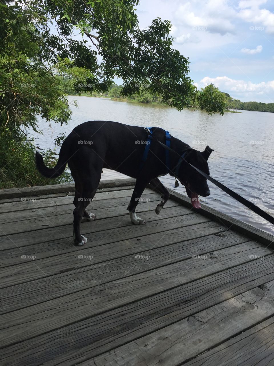 Dog on a pier