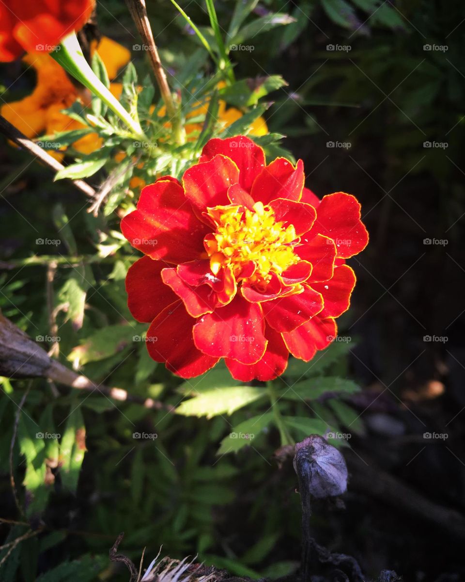 🌹 🇺🇸 Very beautiful flowers to brighten our day.  Live nature and its beauty. Did you like the delicate petals? / 🇧🇷 Flores muito bonitas para alegrar nosso dia. Viva a natureza e sua beleza. Gostaram das pétalas delicadas? 
