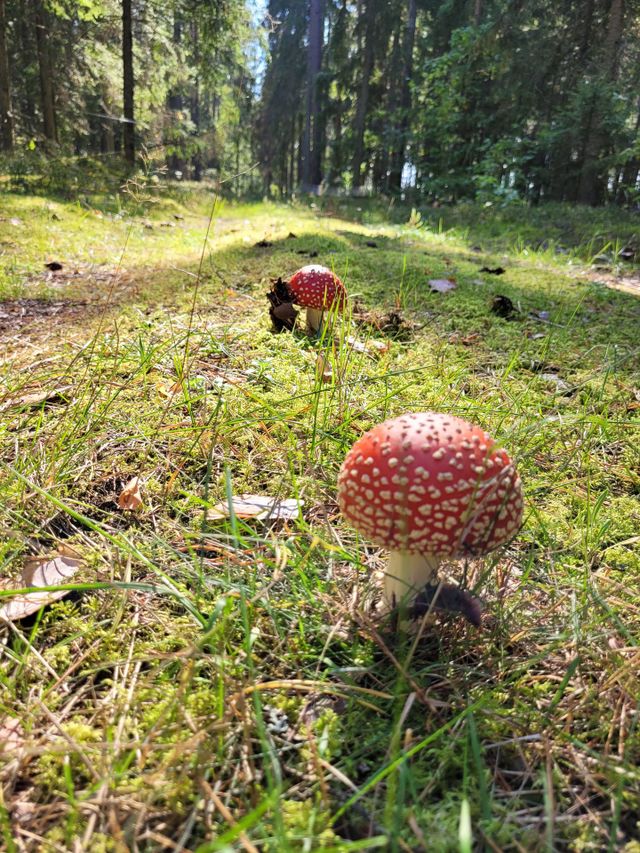 forest