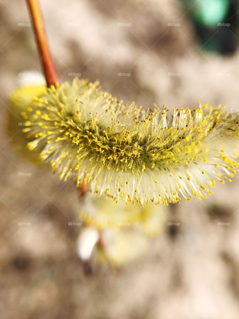 Spring tree 