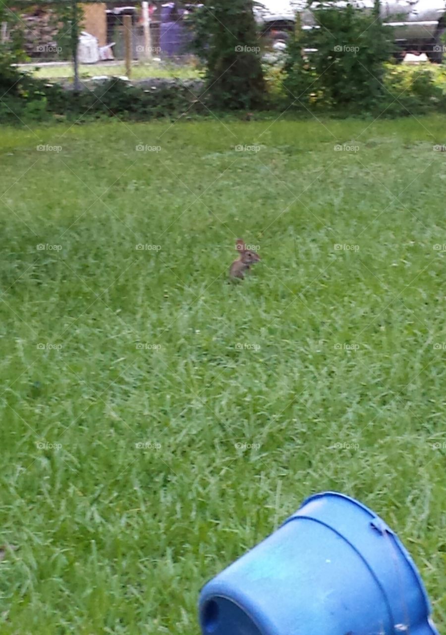 Little bunny comes to visit.