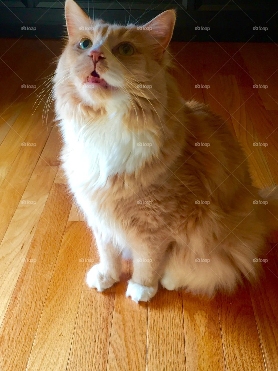 Our cat Buddy is a vocal one. 