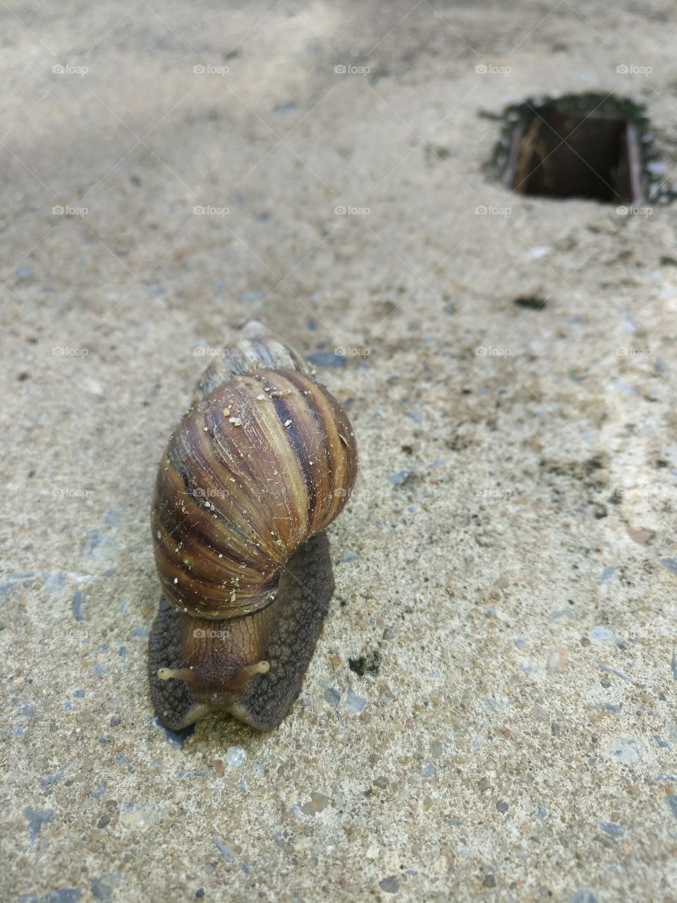 One brown snail walking on the floor during the way.