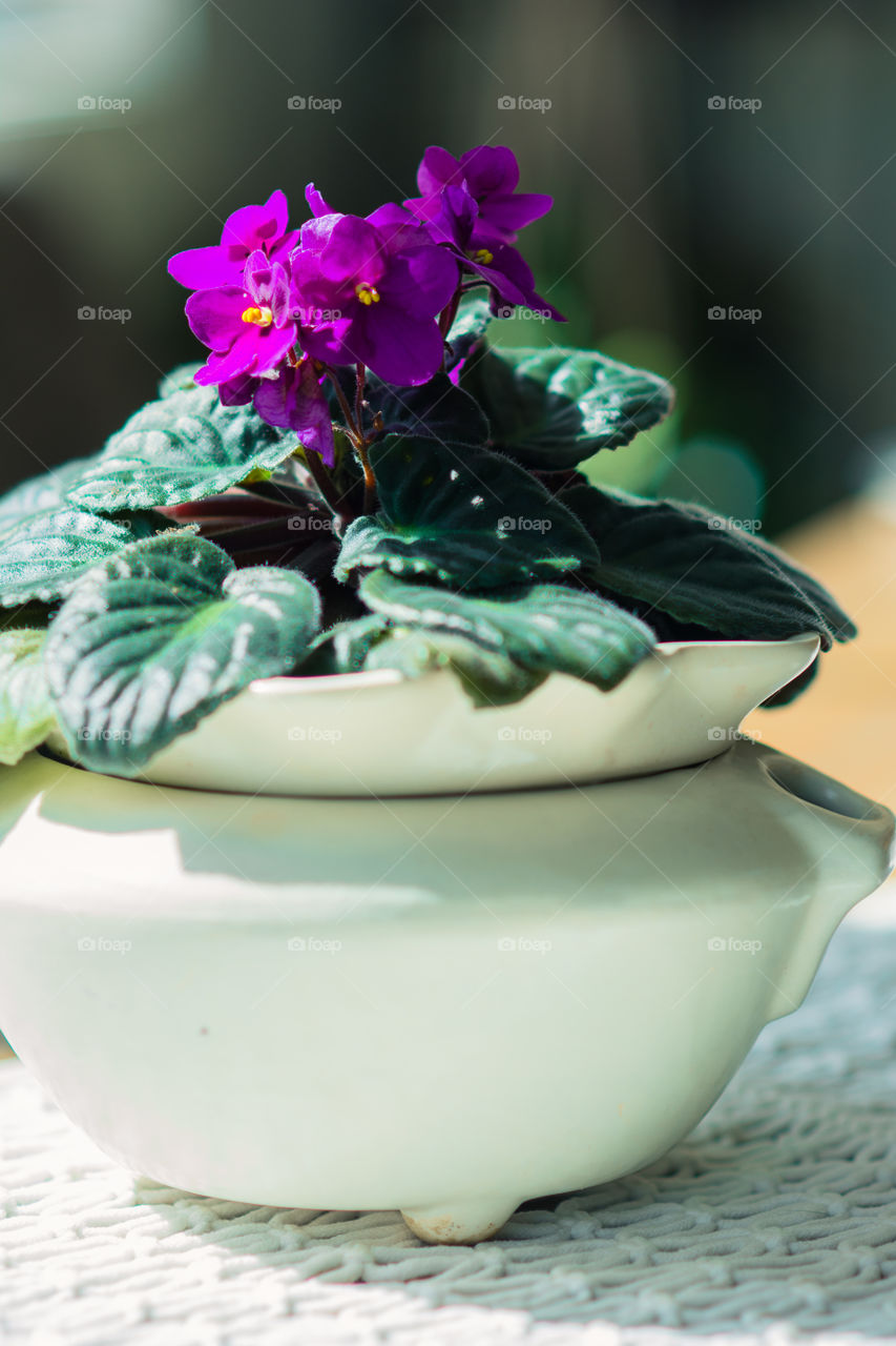 African Violet in White Pot in Sunlight 