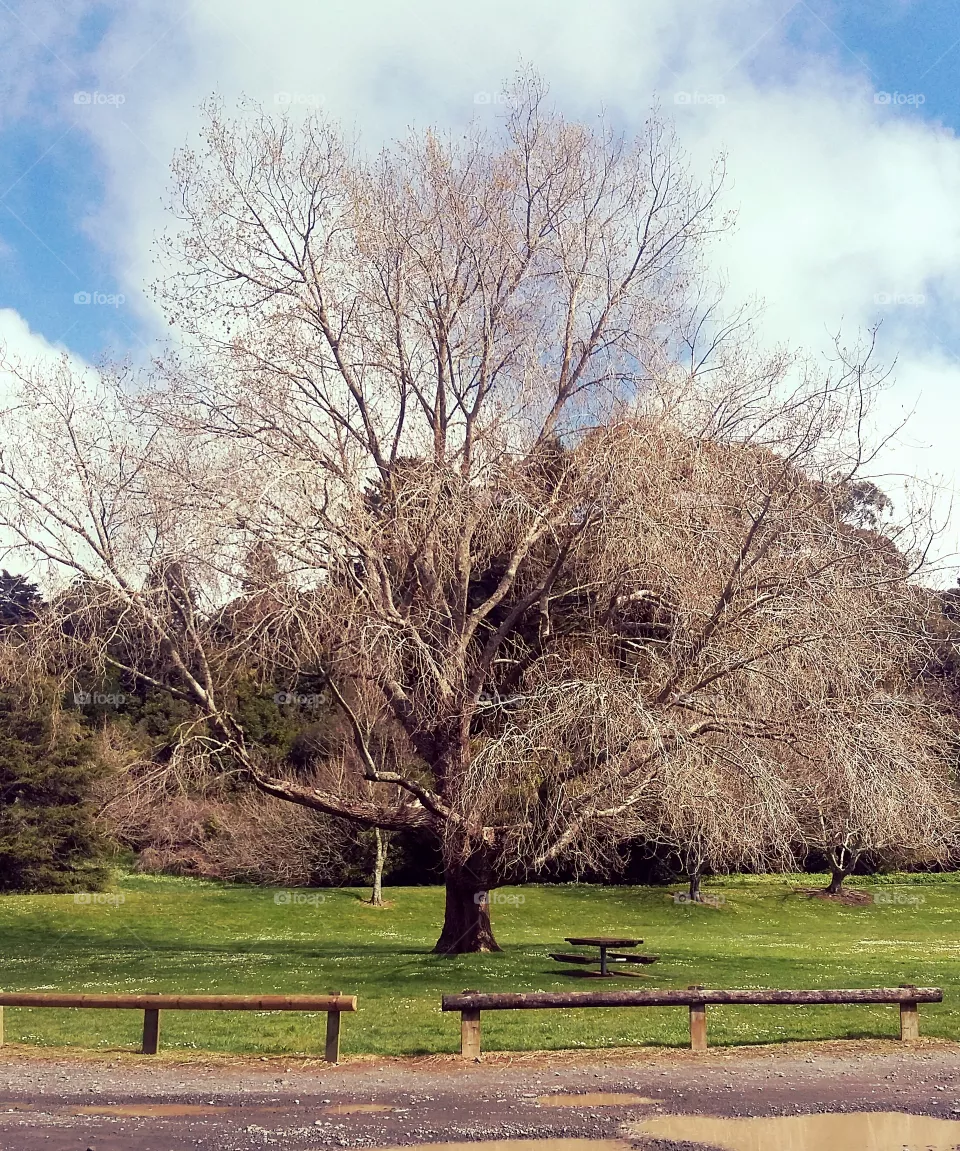 winter tree