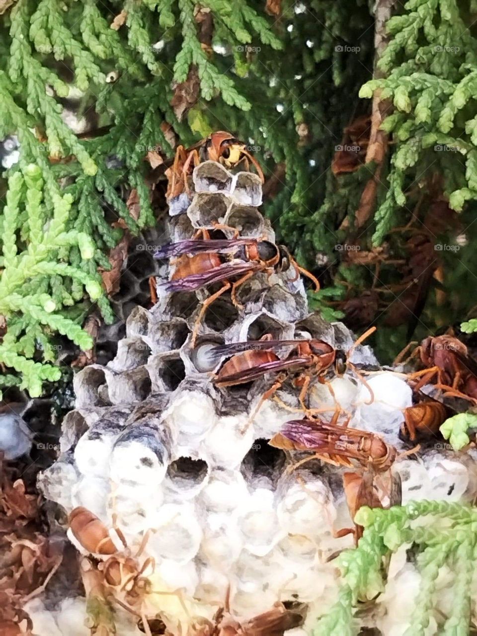 A lovely nest made by wasps nature is so wonderful 