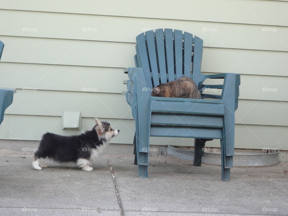 curious puppy