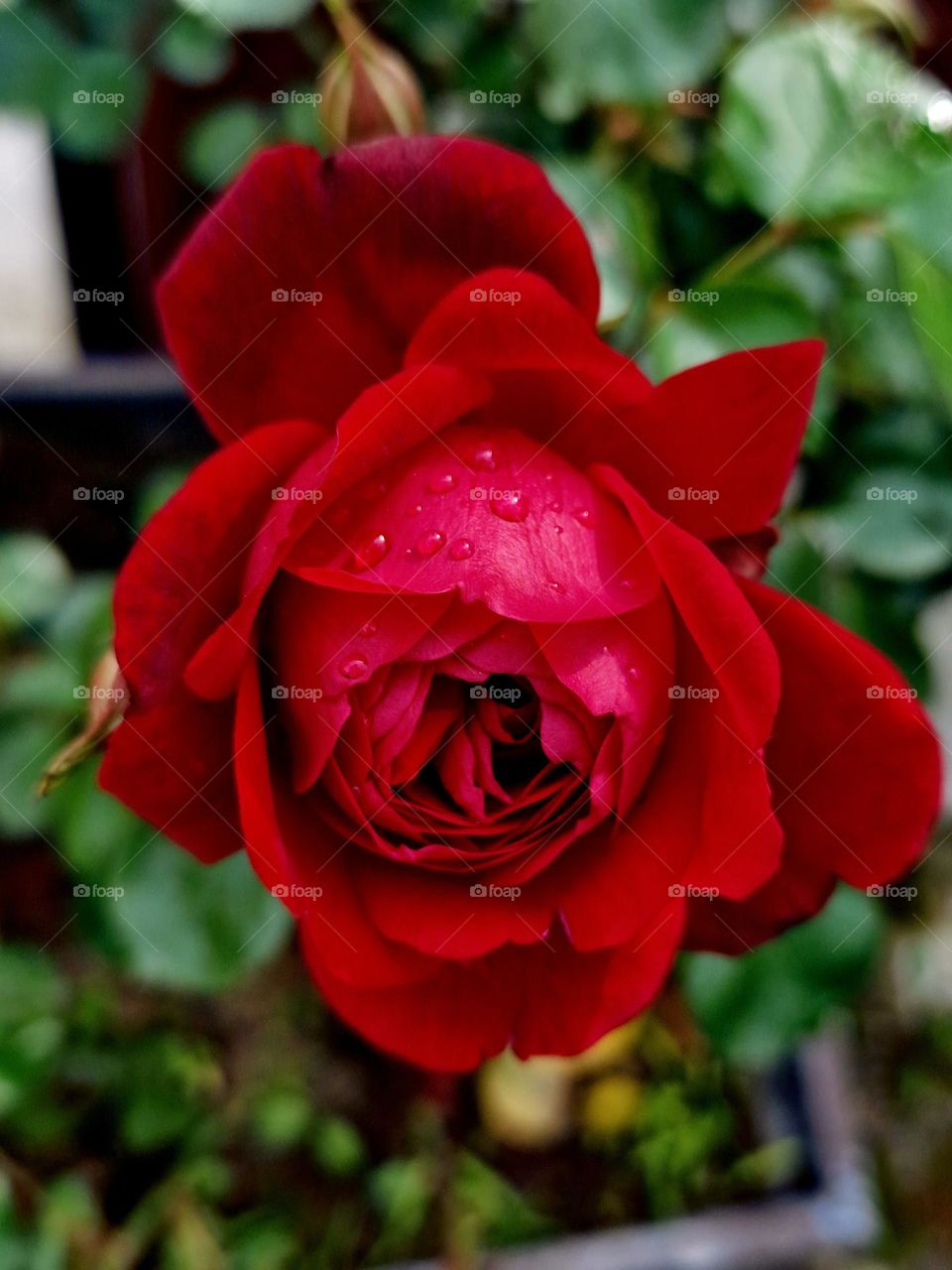 red rose