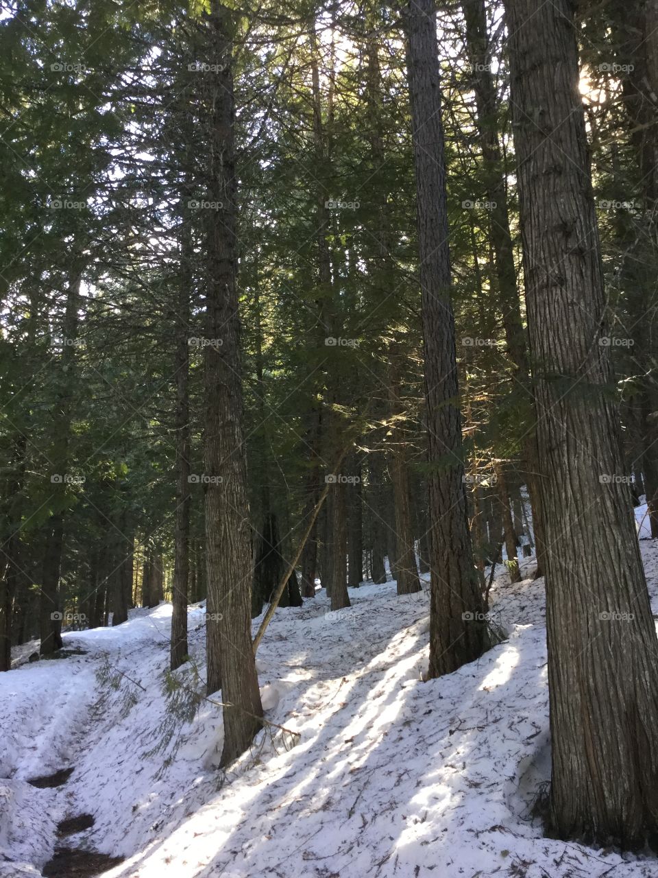 Snow, Wood, Tree, Winter, Landscape