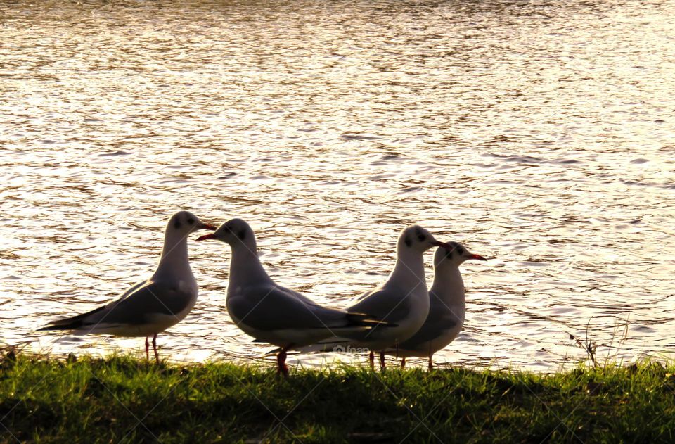 seagull silhouettes