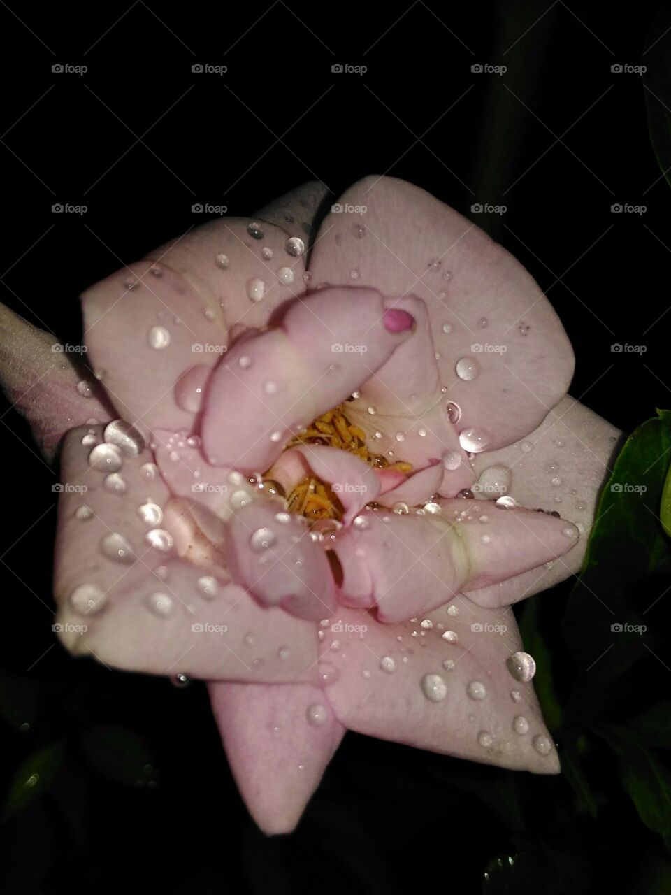 Beautiful  Rose  flower  and   rain  drops  are  included  in  this  photo.A  Rose  flower  sight  in  the  night