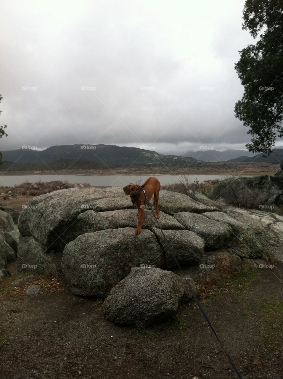 Zuri on big rocks. My dog Zuri on rocks at the lake