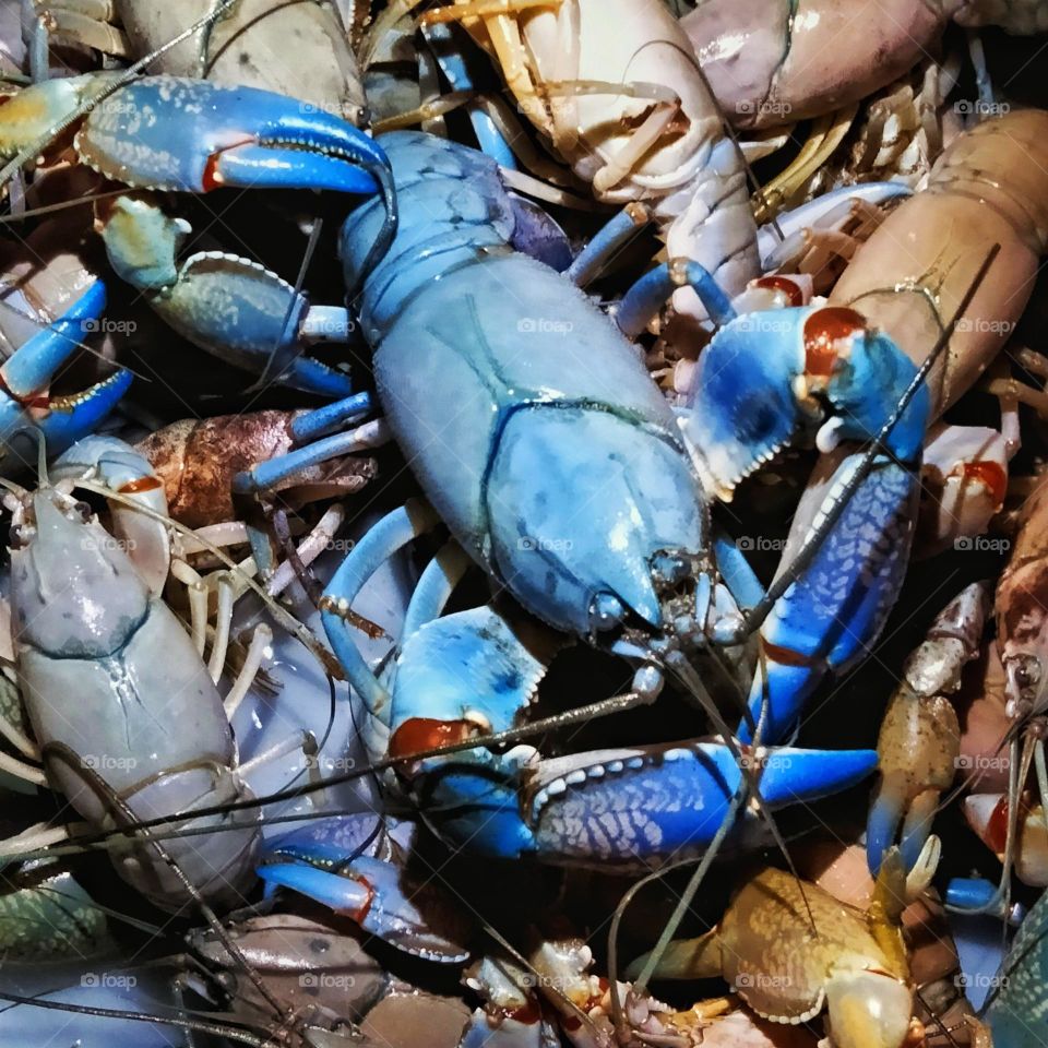 Australian Bush Yabbies