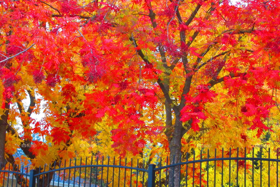Fall colored leaves