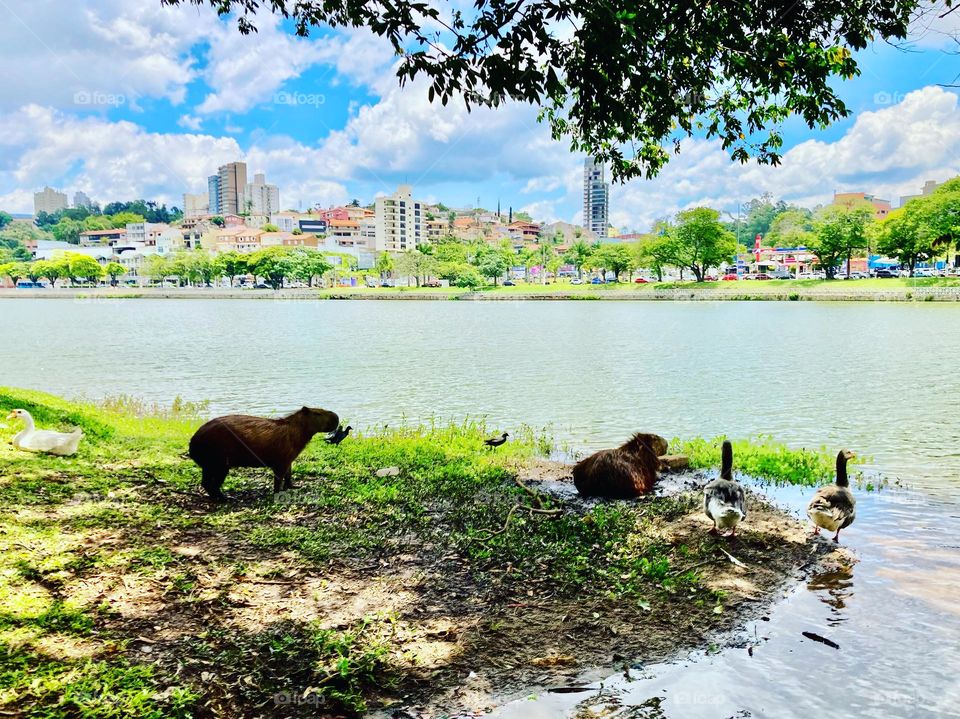 🇺🇸 Hot afternoon, with capybaras and ducks bathing in Lake Taboão. Don't you want to get in the water too? / 🇧🇷 Tarde de calor, com capivaras e patos se banhando no Lago do Taboão. Não dá vontade de entrar na água também?