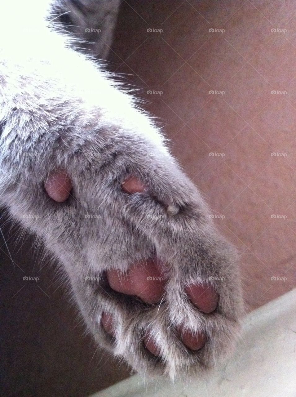 Paw