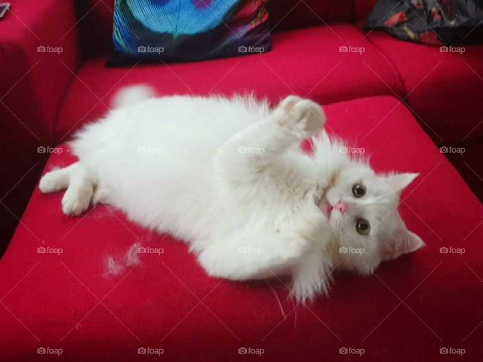 cute playful white cat on red couch