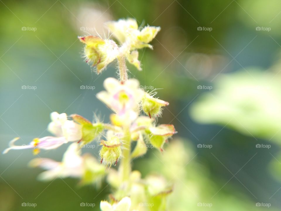 basil flowers