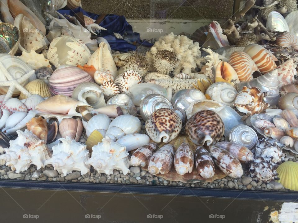 Some shells
