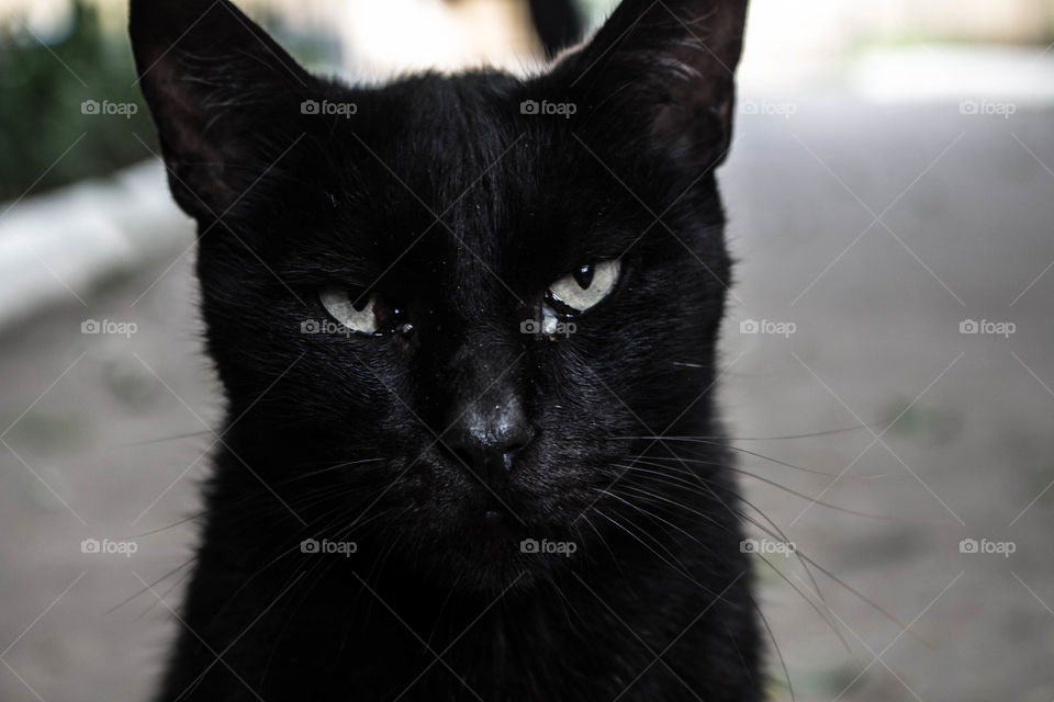 black cat