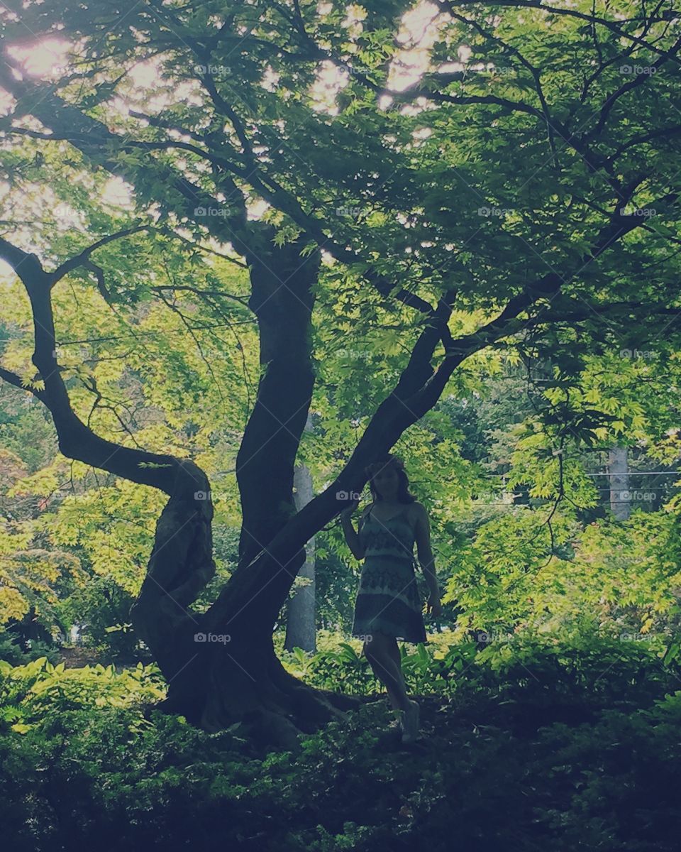 Tree, Wood, Leaf, Nature, Landscape