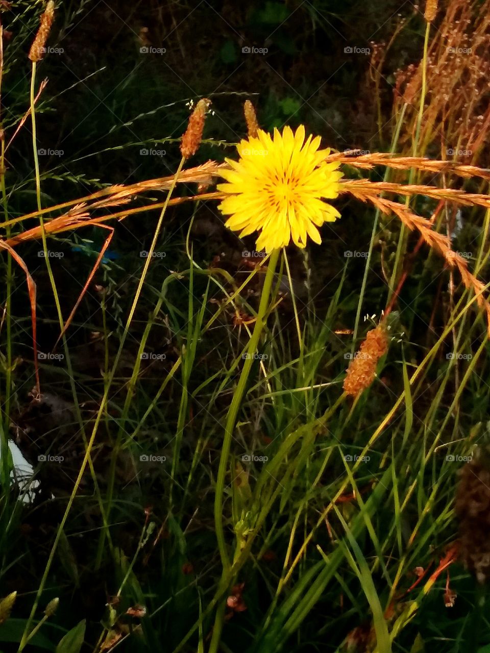One Yellow Flower