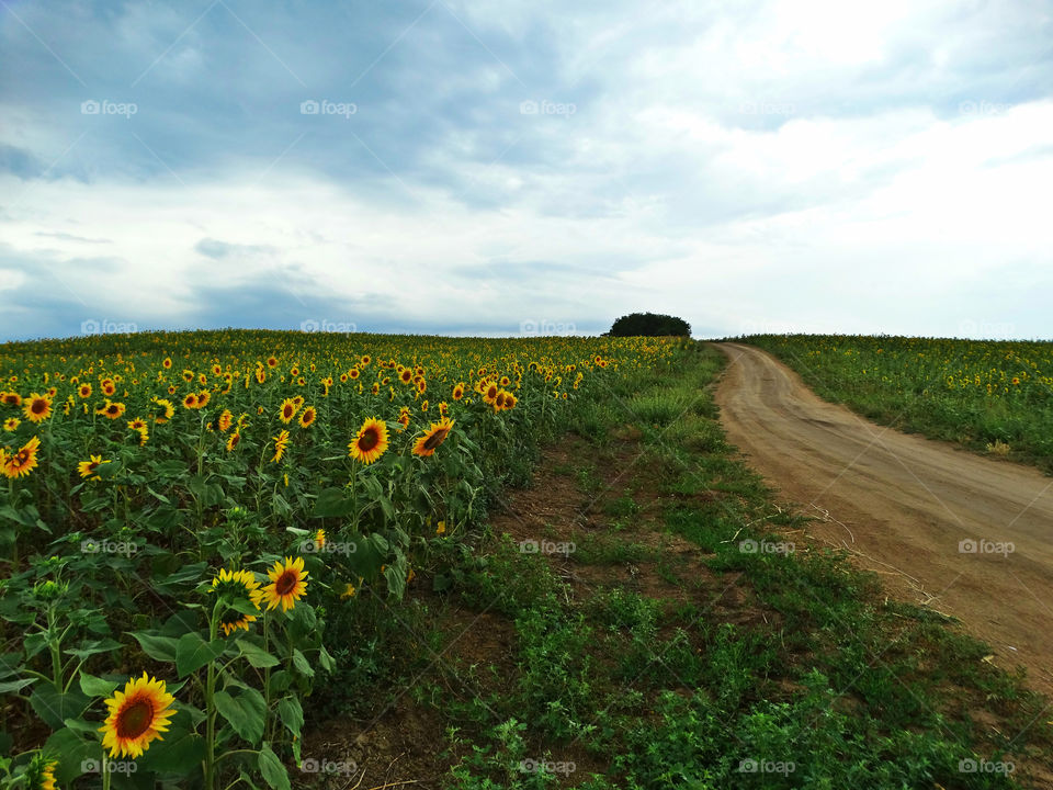 Sun flowers