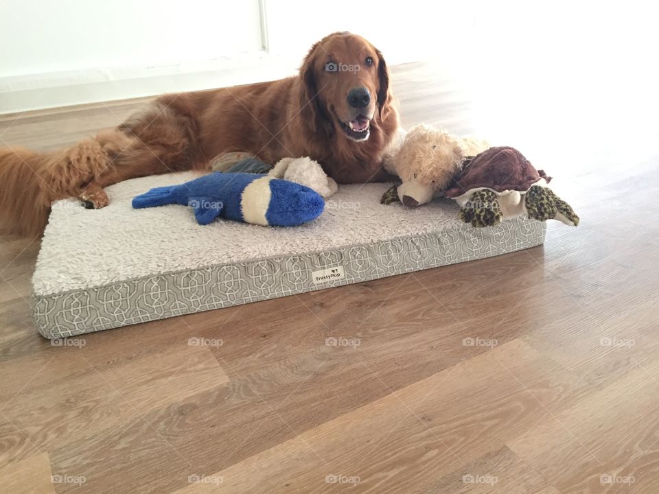 A spoiled dog is a happy dog