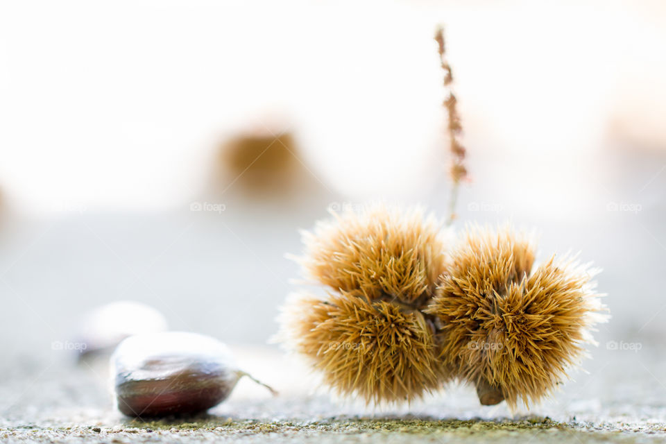 Chestnuts Lying On The Ground
