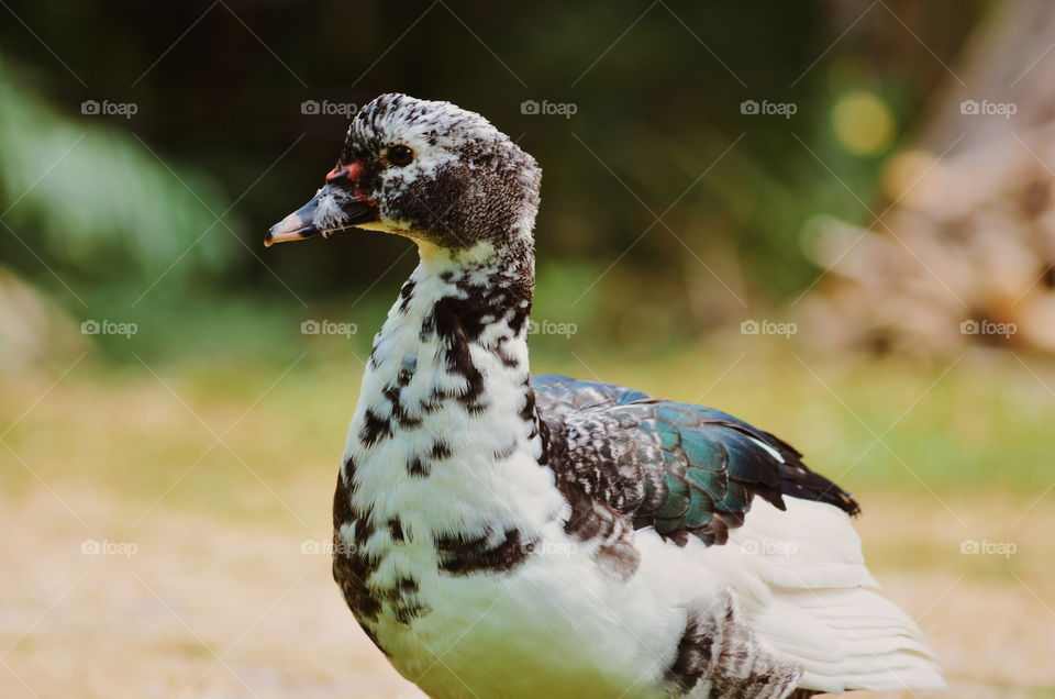 Colorful duck