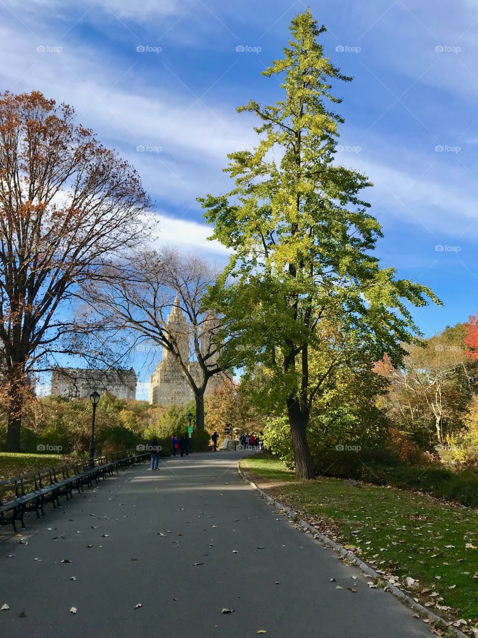 Foliage in Central Park