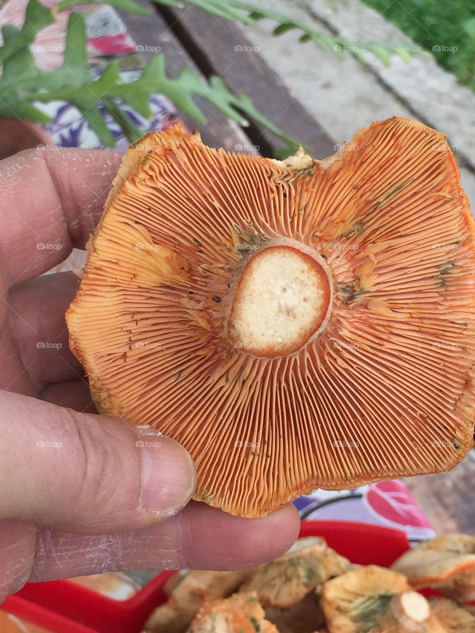 Chartarelle mushroom