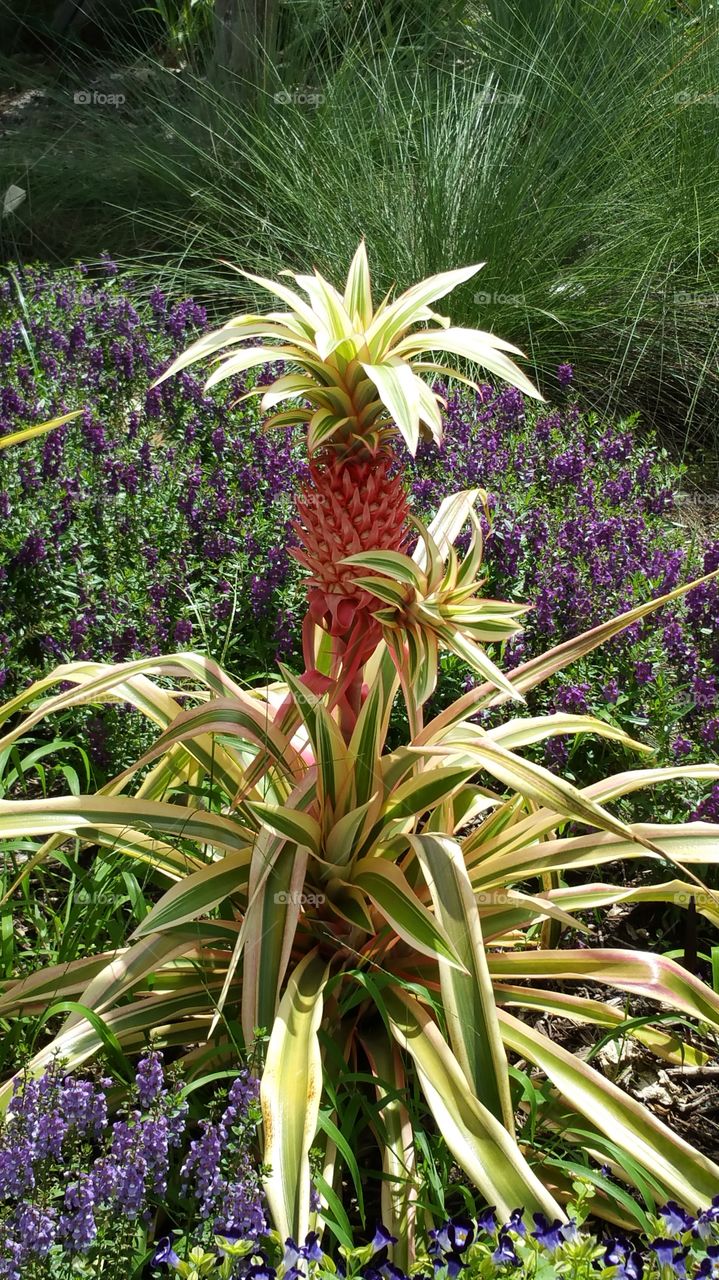 Ornamental pineapple