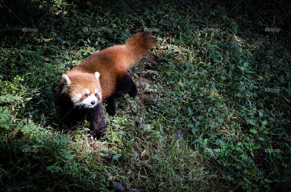 Red panda