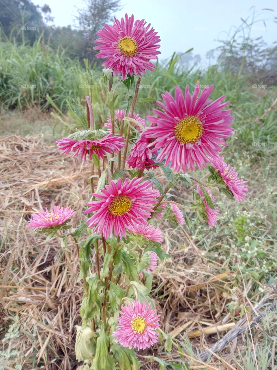 Nature, Flora, Flower, Summer, Garden