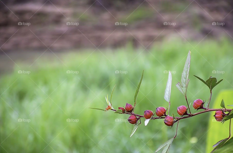 Red flowers or Hibiscus sabdariffa background blurred leaves.