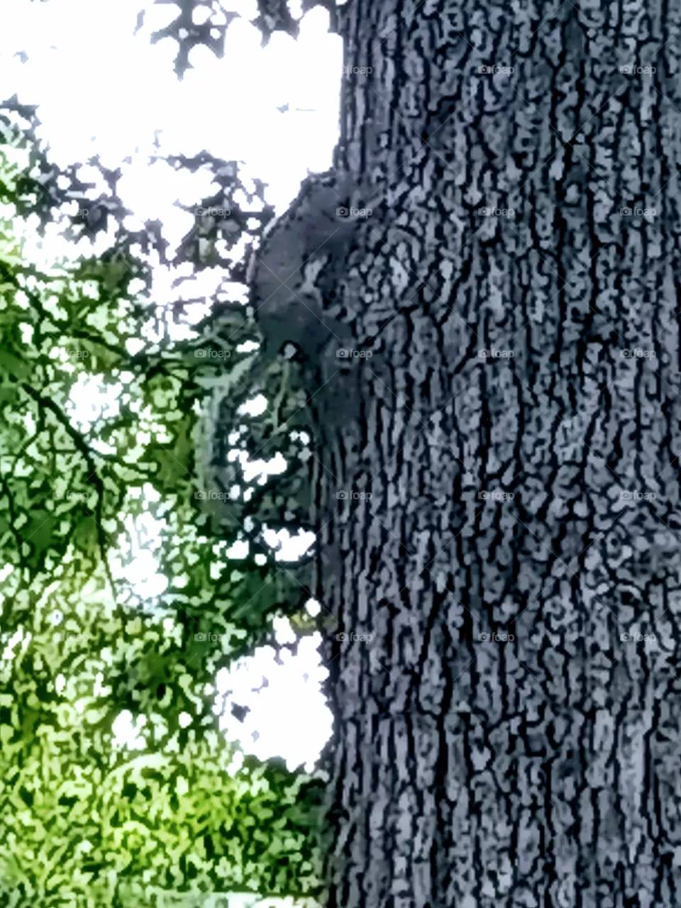 squirrel