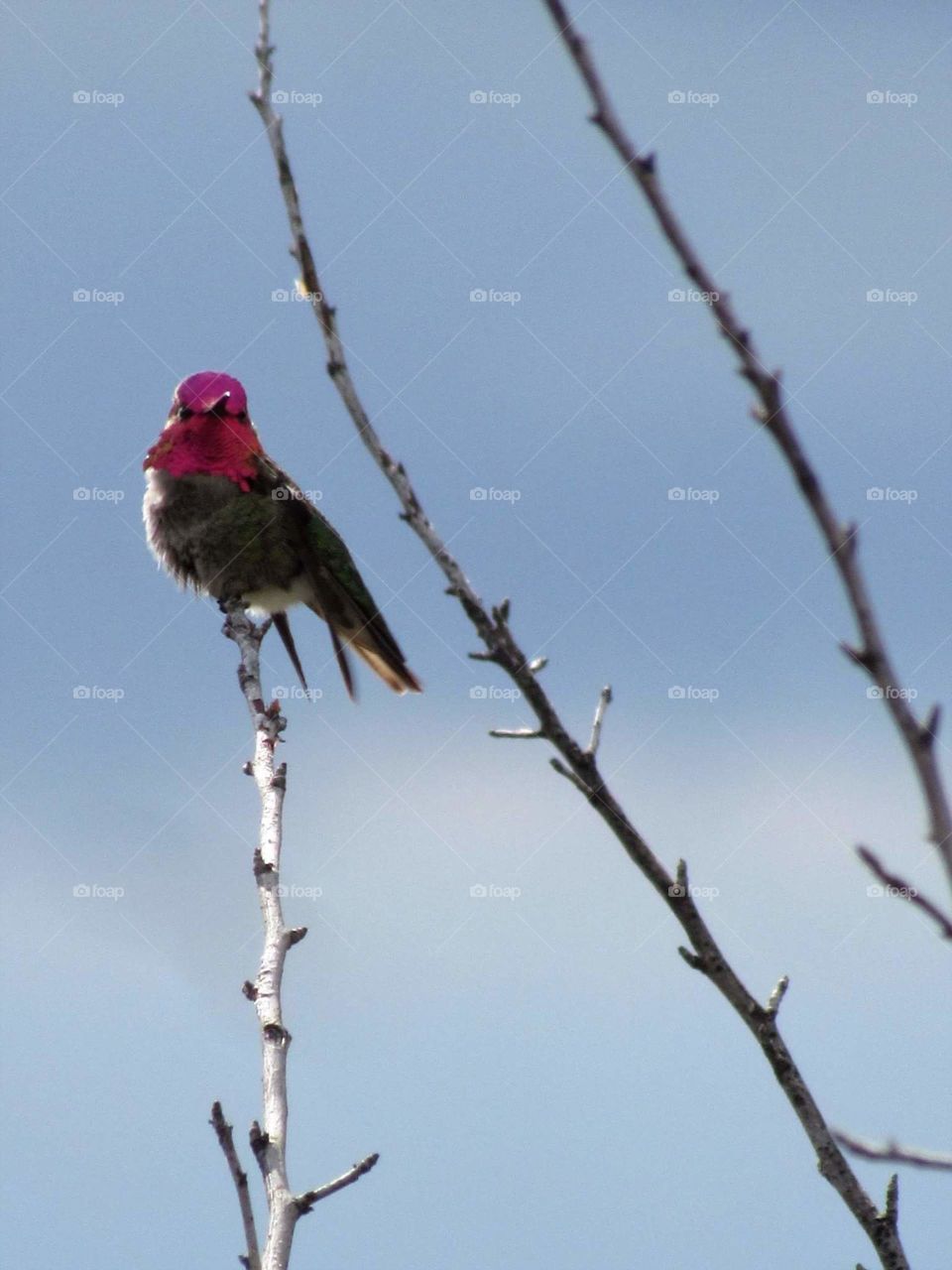 Hummingbird on high