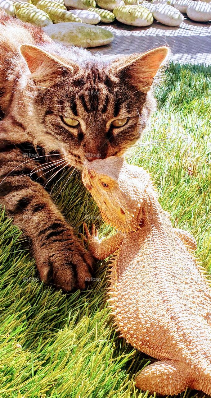 striped cat kissing bearded dragon in the sunshine on the grass