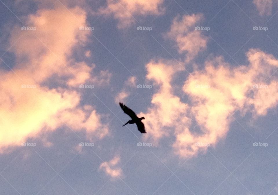 Beauty in the sky. Lone Pelican