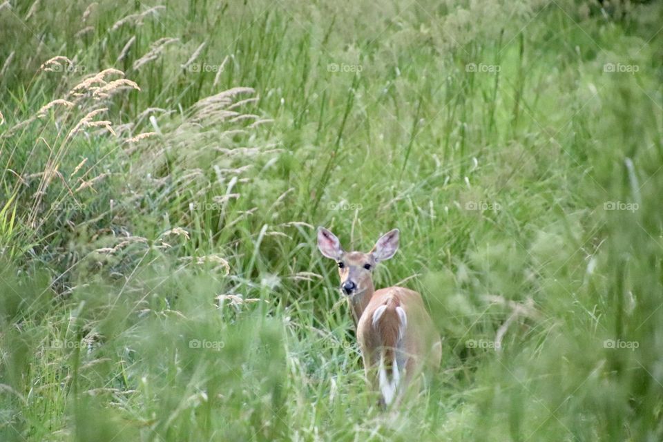 White tailed deer in tall grassy area looking at camera in Northern Ohio USA