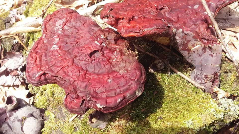 very red mushrooms on a tree stump with interesting designs