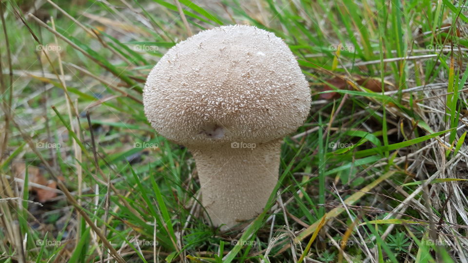 Mushroom