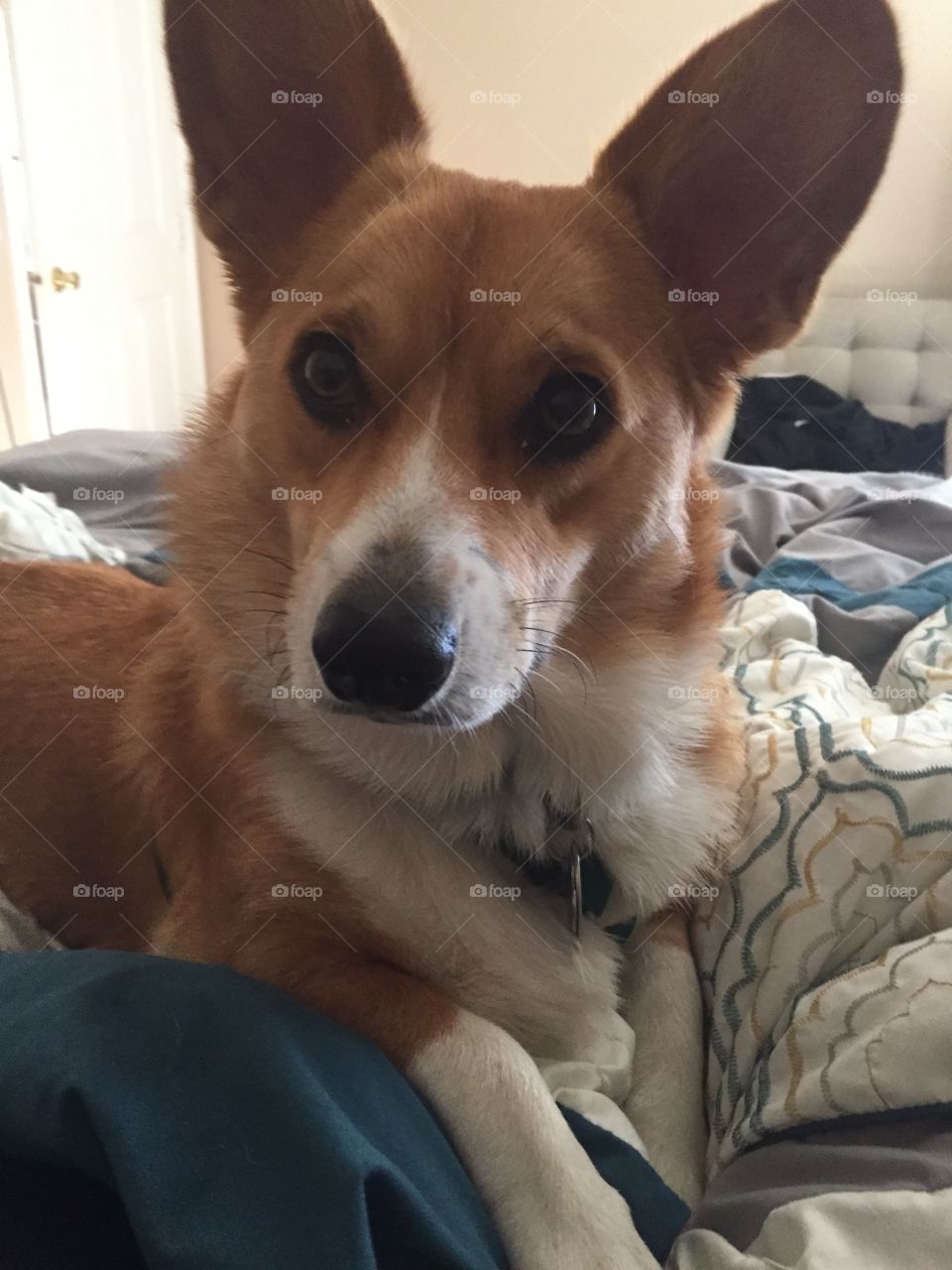 Corgi 