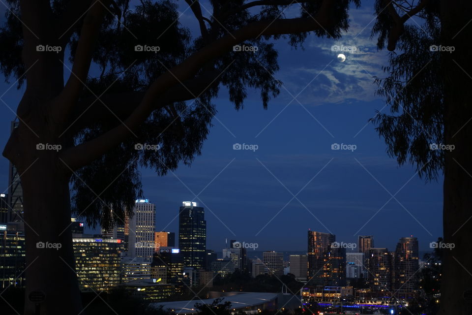 The night view of Perth City from Kings Park, Perth, Western Australia. Illuminated skyscrapers and the moon in the sky can be seen between two trees.